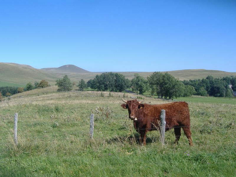Le Tour des Vaches Rouges - Boucle des Monts du Cézallier en 5 jours - Départ Pradiers