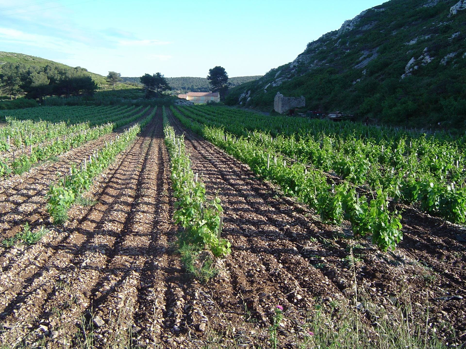 La Venise Provençale, cave viticole - photo 2