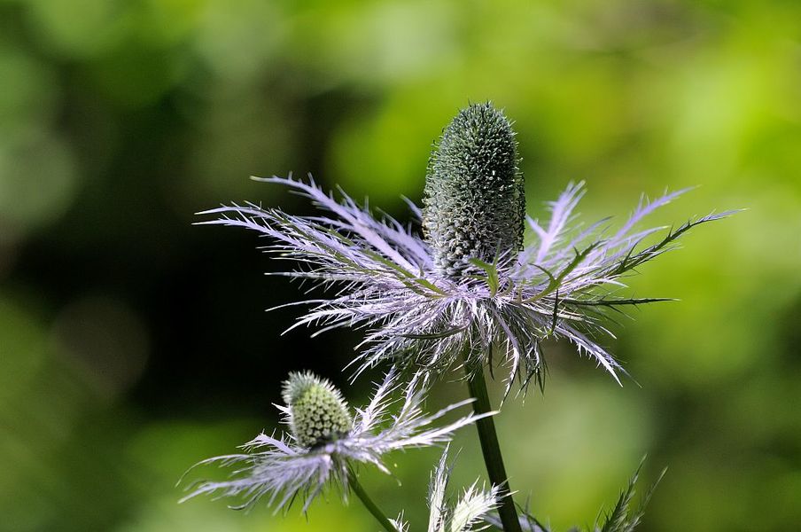 Parc National des Ecrins secteur Haute Romanche
