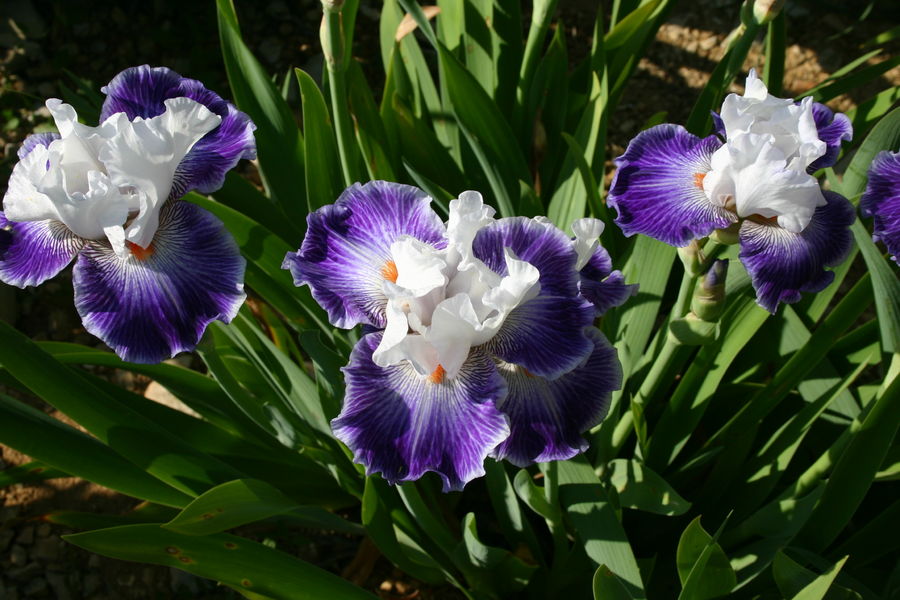 Iris en Vivarais
