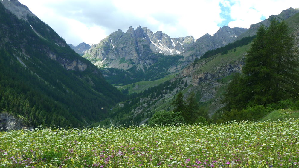 Prairie fleurie sur le plateau