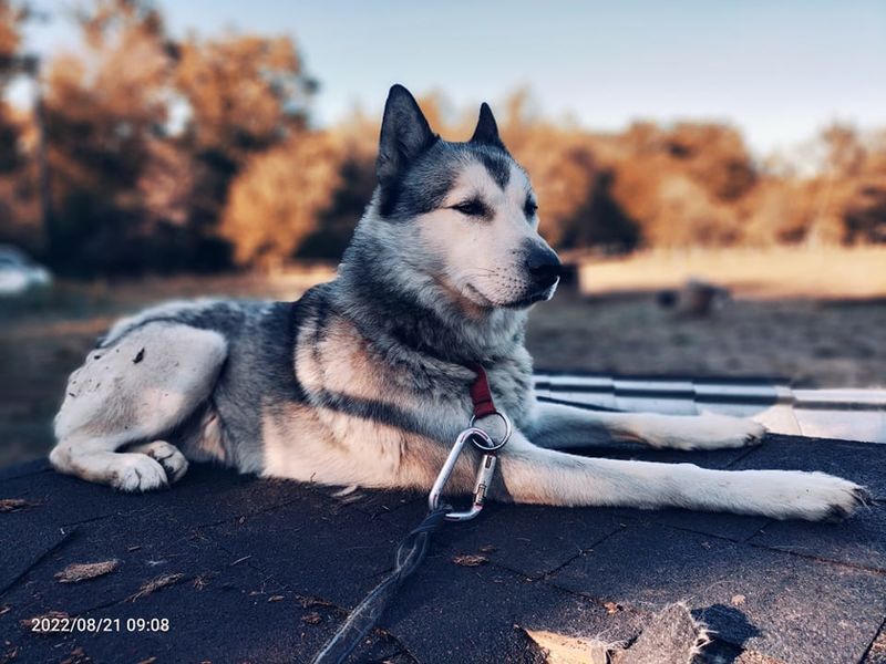 Team Willo cani rando Ain