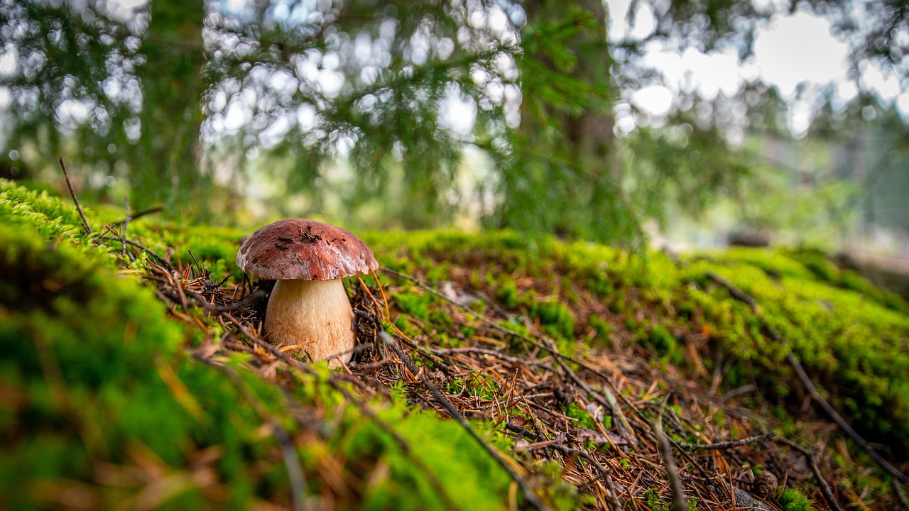  la dcouverte des champignons