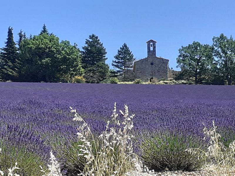 lavandes voisines...
