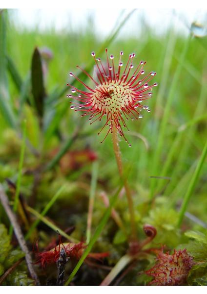 Fête de l'eau : sortie nature découverte de la flore des zones humides