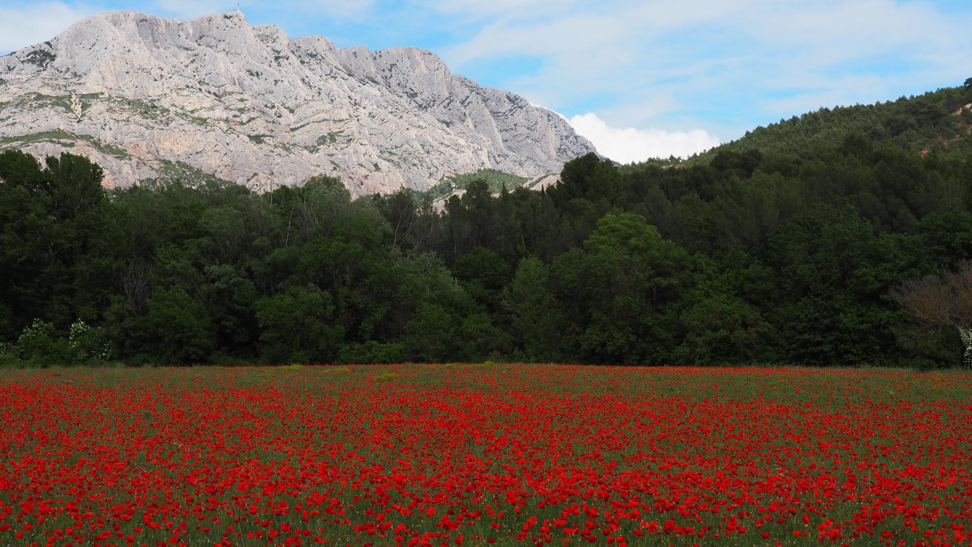 Figuier, Jouques - photo 22