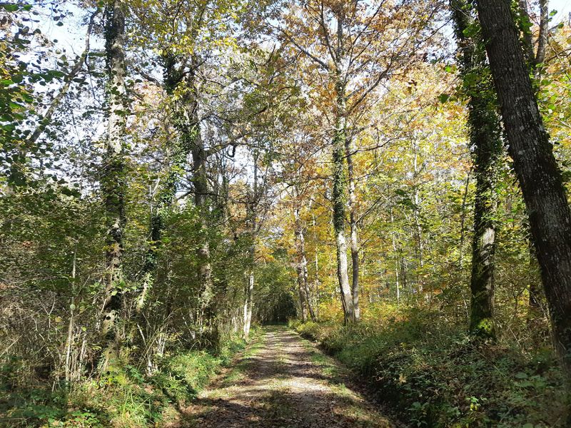 Bresse Vallons - Etangs de Bizadan et de But - Voie royale