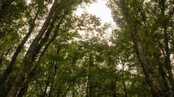 Balade naturaliste : Au fil de la rivière - La forêt du bord de rivière_Allex