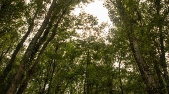 Balade naturaliste : Au fil de la rivière - La forêt du bord de rivière_Allex