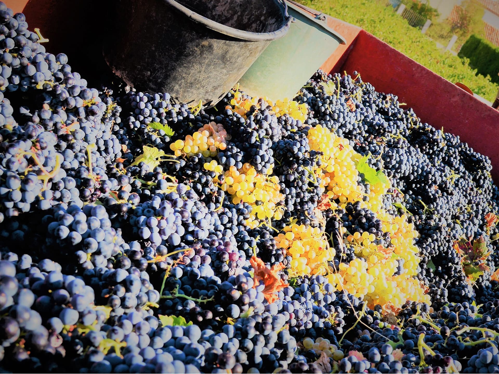 La Venise Provençale, cave viticole - photo 4