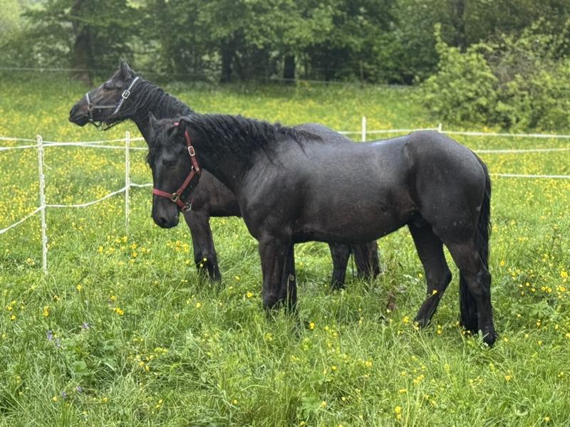 Chambres d'hôtes de la Ferme de Jonan_Saint-Honoré