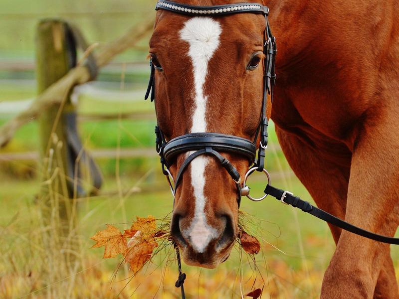 Cheval de robe pie mangeant des fleurs