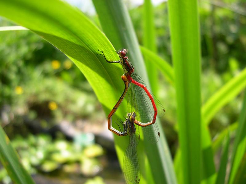 Sur les ailes de Lili la libellule au Lac de St Rémy sur Durolle
