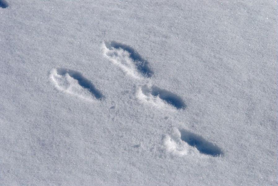 lievre OW - © Olivier Warluzelle