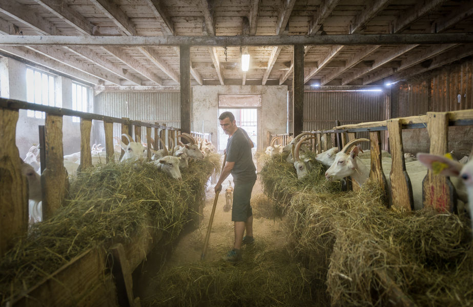 Chèvrerie du Colombier