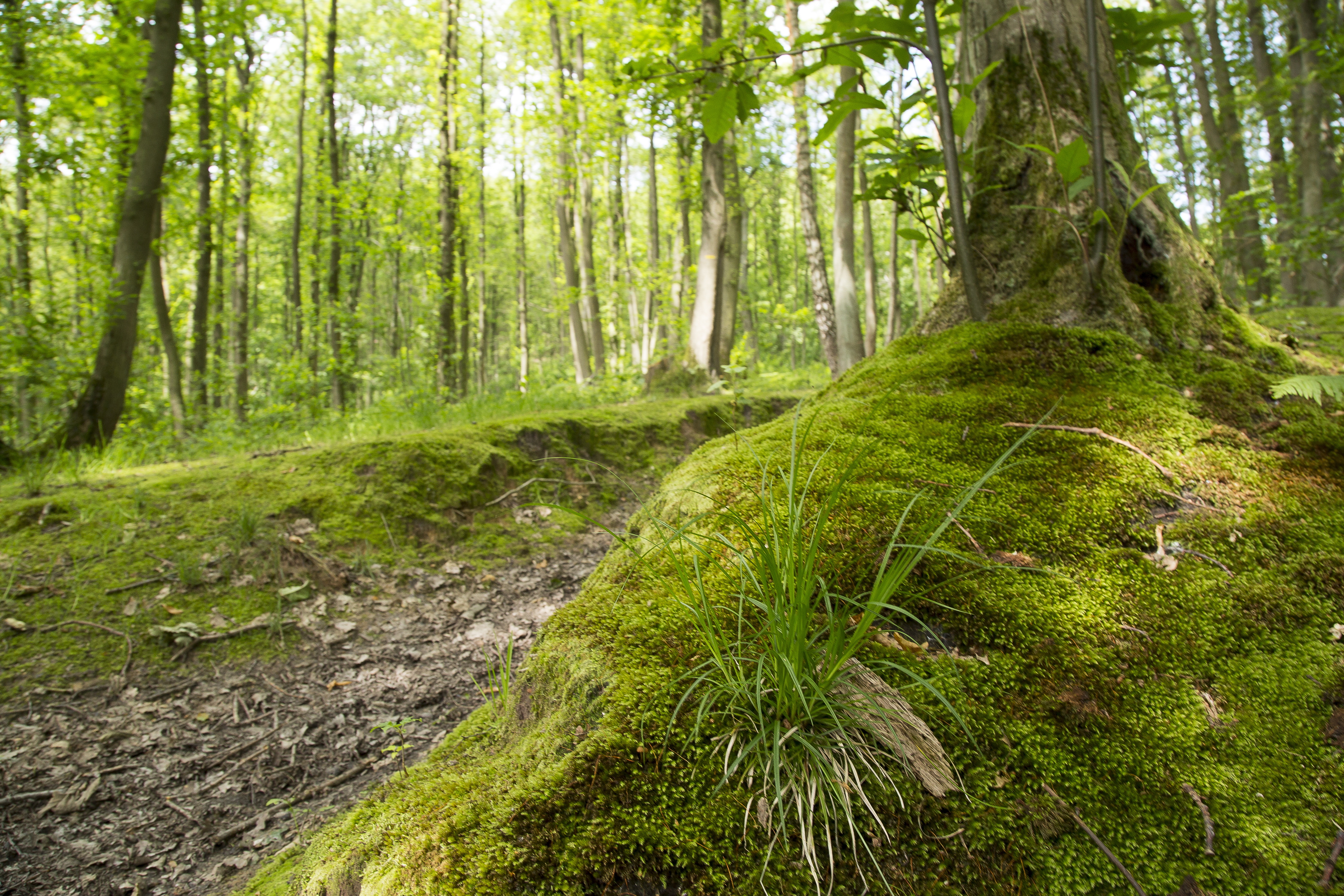 Visite guidée : L'Hautil, son massif forestier et son étonnante biodiversité