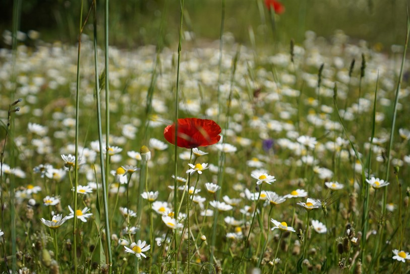 Pin Parasol, Jouques - photo 13