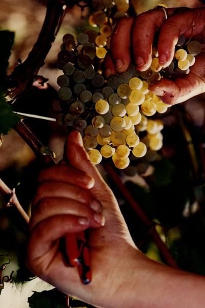 Domaine Meunier - Viticulteur à moins d'une heure de Lyon à Sermérieu - Balcons du Dauphiné