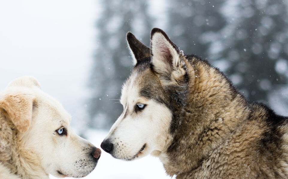 L'aventure en traineau