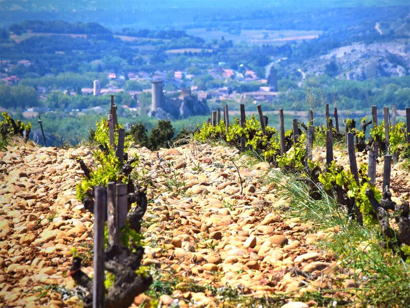 Vignes