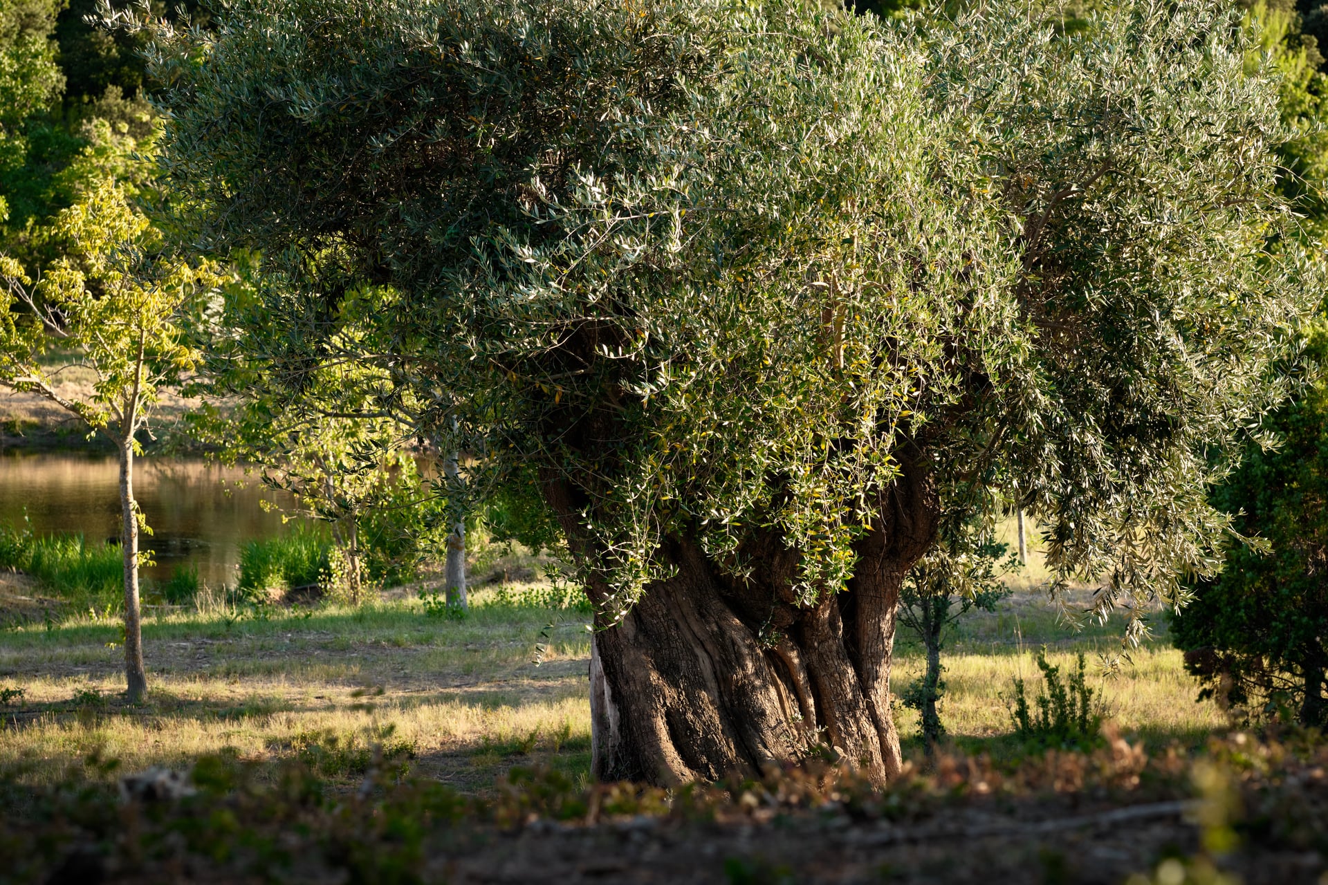 Héritage Victoire - L'art de l'huile d'olive, Saint-Antonin-sur-Bayon - photo 5