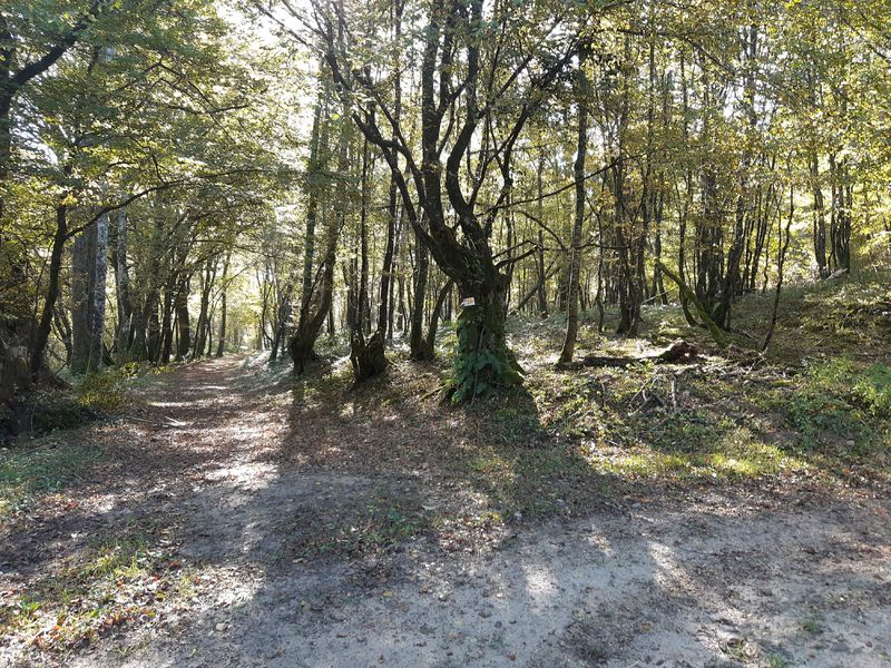 Bresse Vallons - Etangs de Bizadan et de But - Voie royale