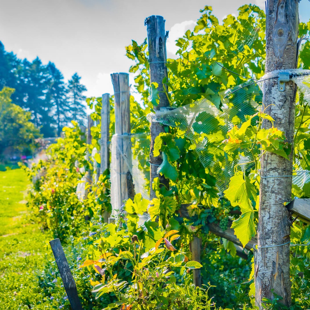 Visite et dégustation au domaine Clos du Paradis