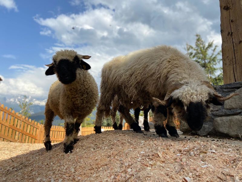 La Ferme pédagogique