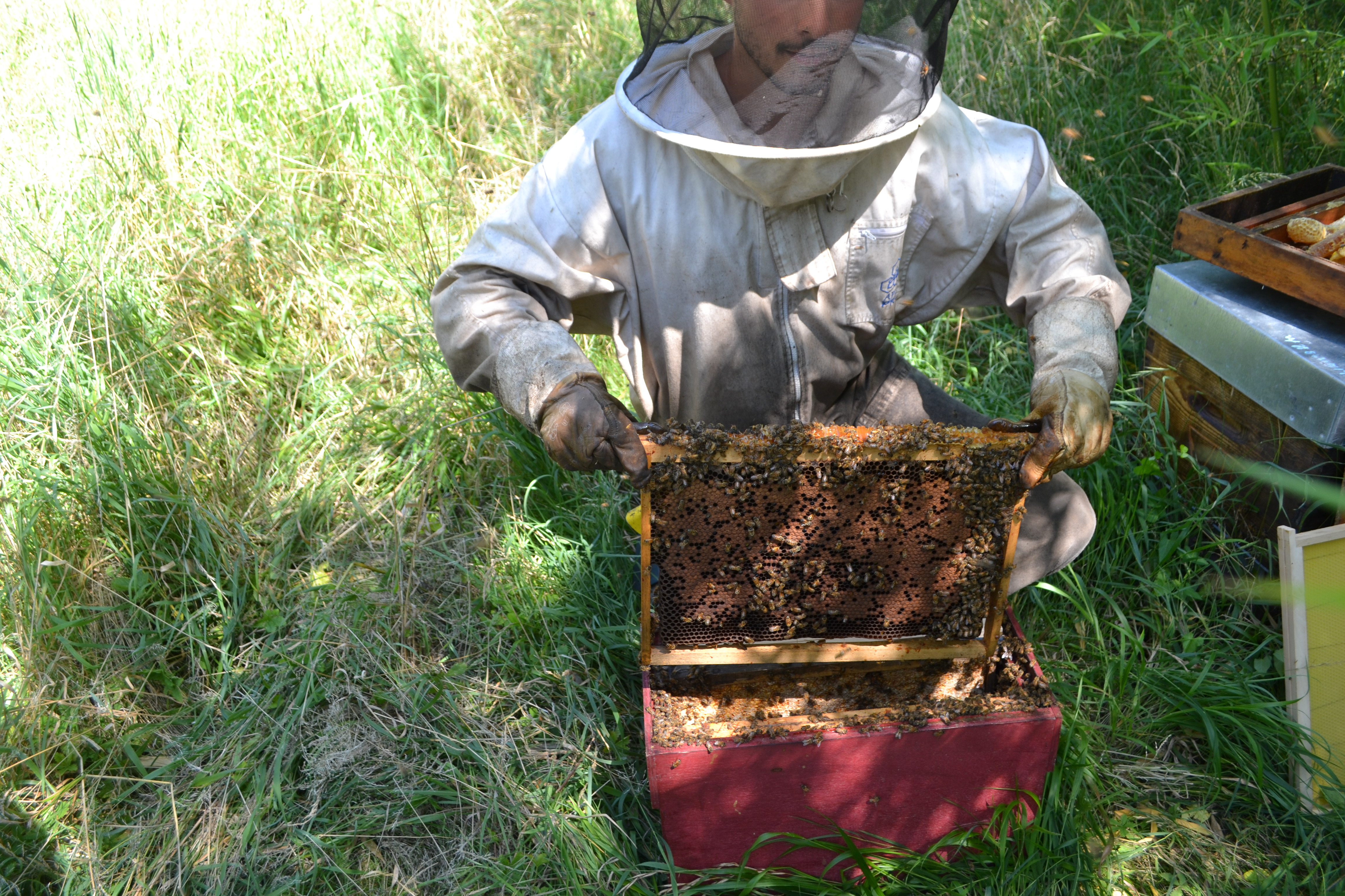 Balade au rucher par L'Abeille de Ré