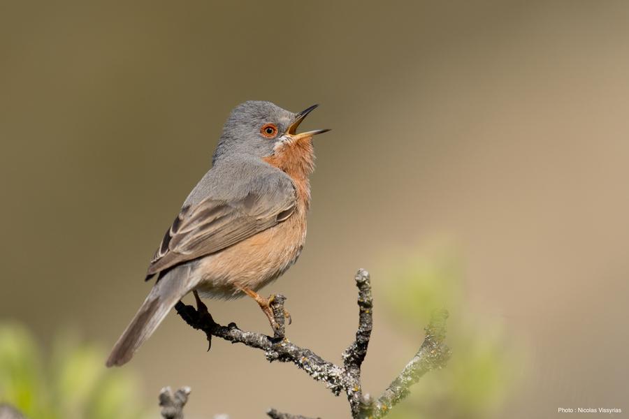 Découvrir les oiseaux et les chamois du Verdon_Castellane