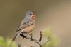Découvrir les oiseaux et les chamois du Verdon_Castellane