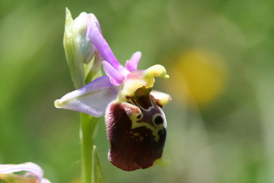 Orchidée présente dans la réserve