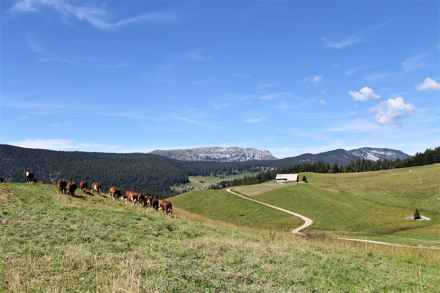 Notre dame des Neiges