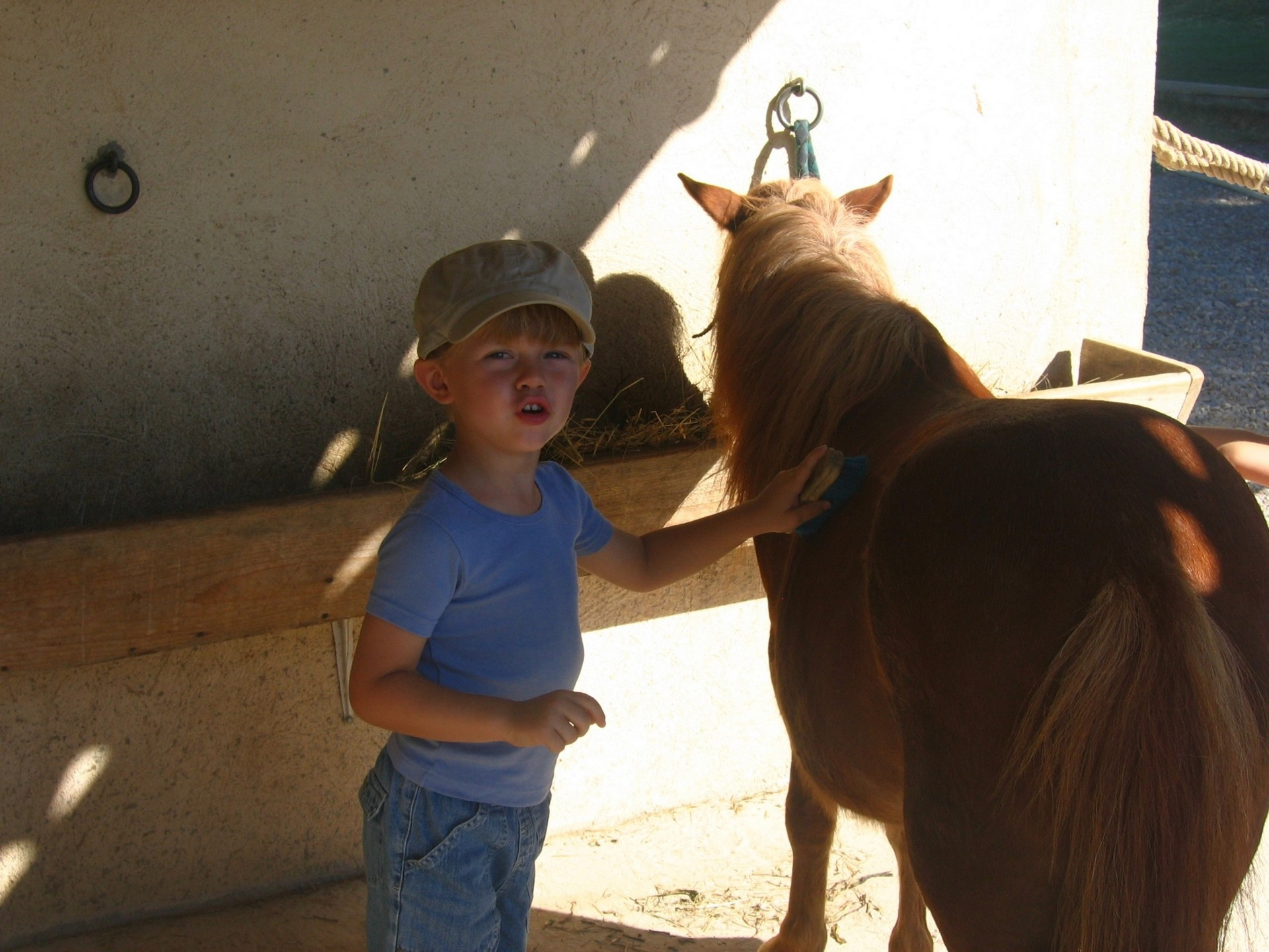 Les poneys et l'enfant