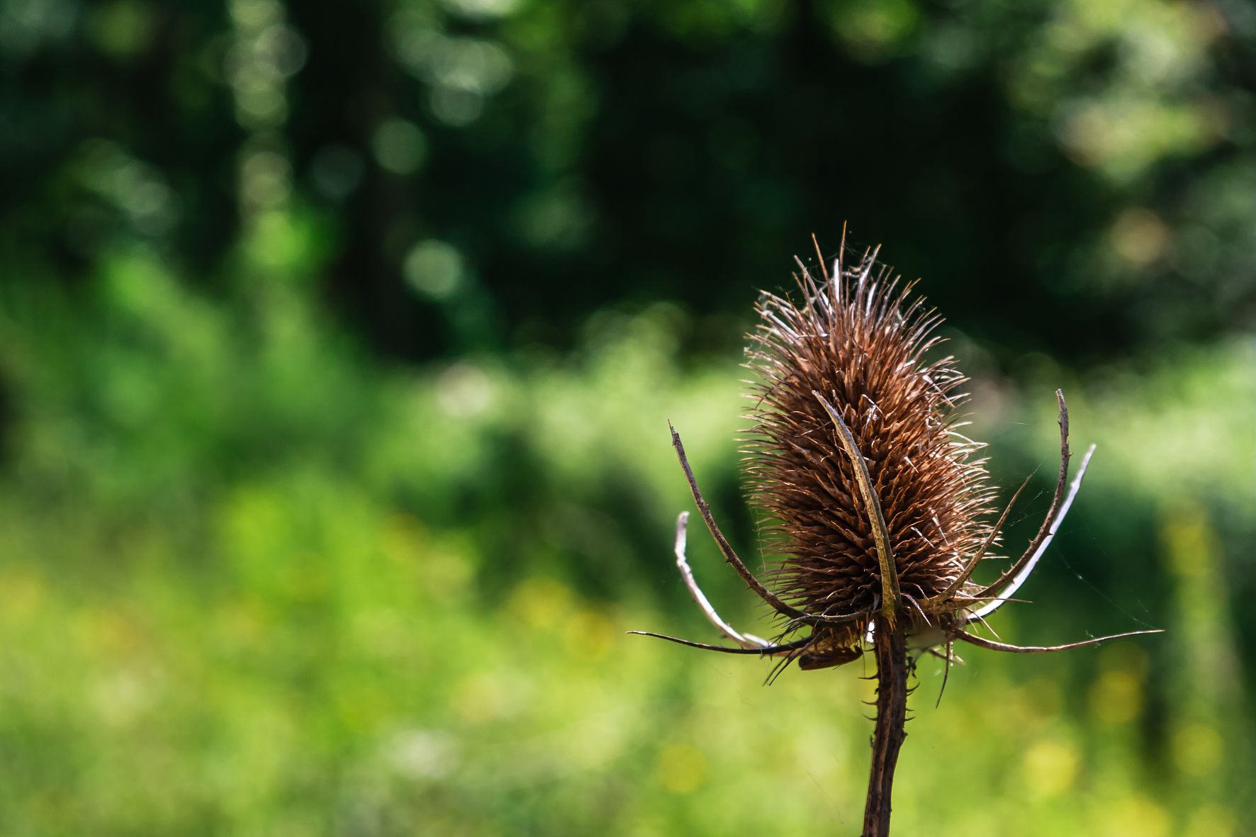 Forêt de Réjaumont