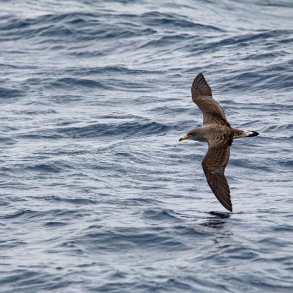 Puffin de Scopoli
