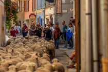 Revendran transhumance à Colmars