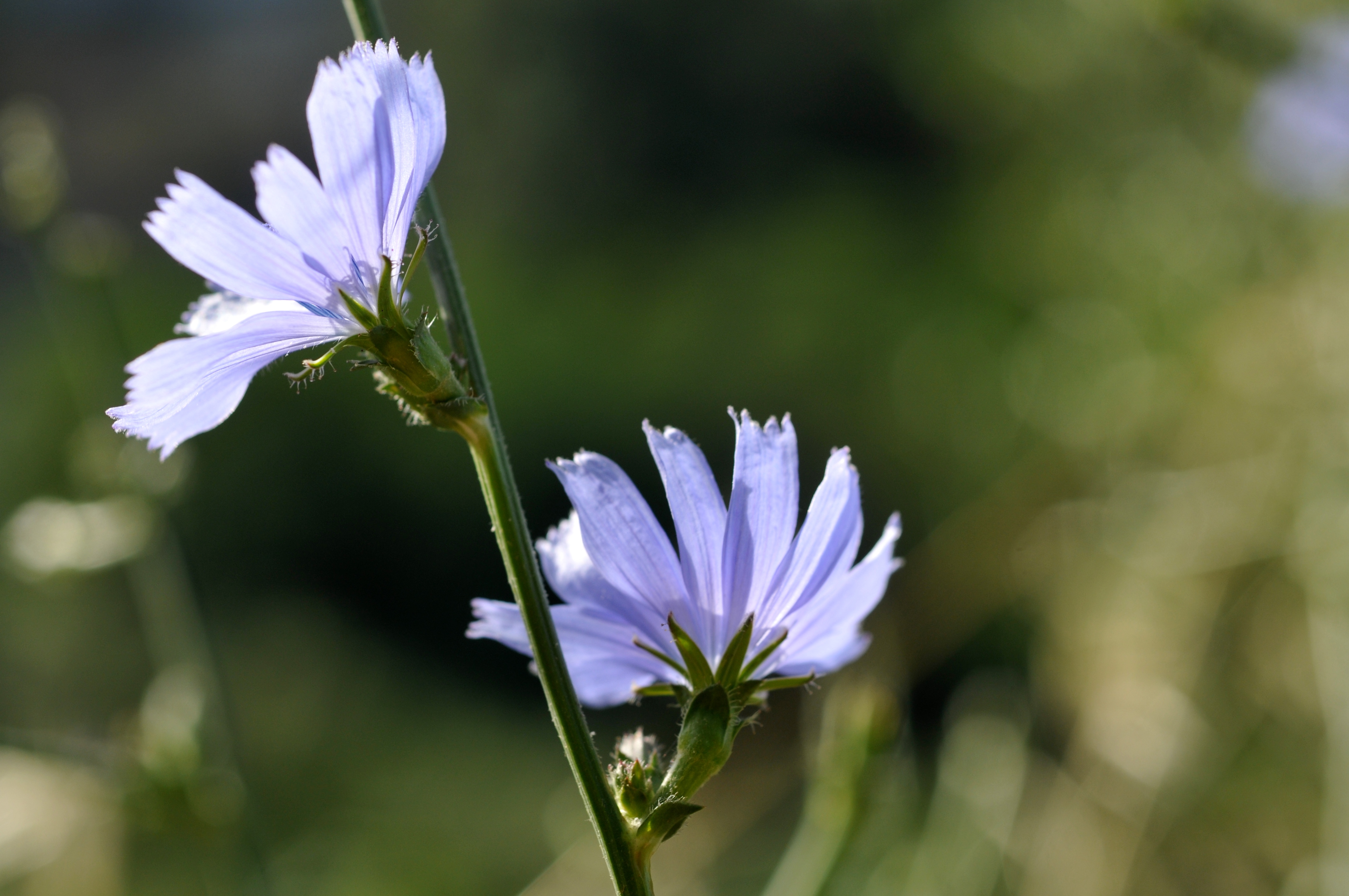 Balade Botanique_Le Vigan