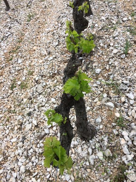Vignobles en Scène : Concert Entre deux Eaux au domaine de Couron_Saint-Marcel-dArdèche
