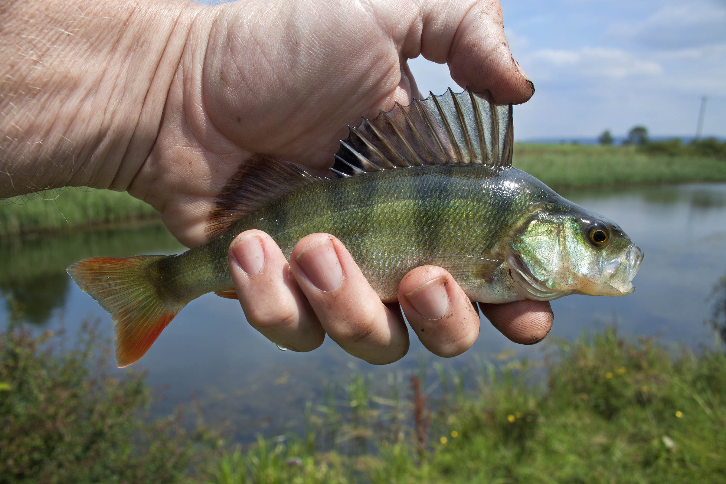 river-fish-1164953