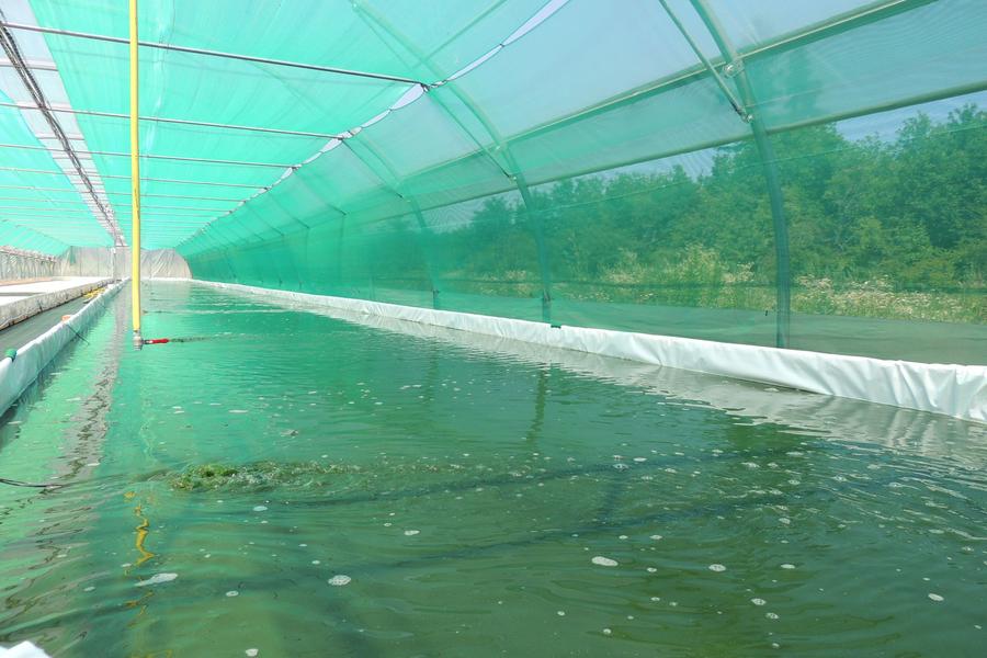 Spiraline : production de spiruline