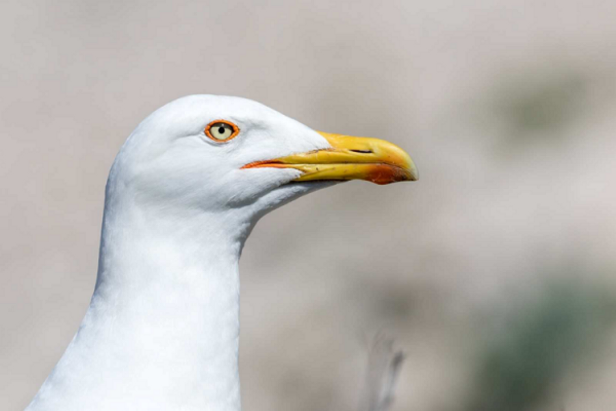Circuit écologique 2h : la biodiversité des îles de Marseille