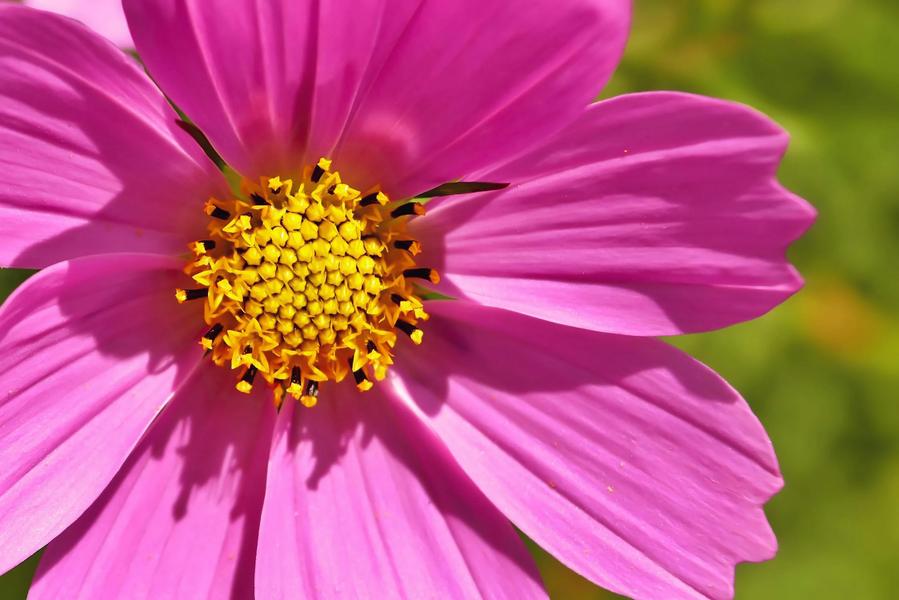 Exposition : Faune et Flore roquebrunoises_Roquebrune-sur-Argens