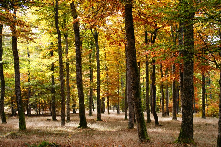 SEVE Sens Essences Vies Energies Un Bain d'une Nouvelle Nature_Renaison