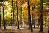 SEVE Sens Essences Vies Energies Un Bain d'une Nouvelle Nature_Renaison