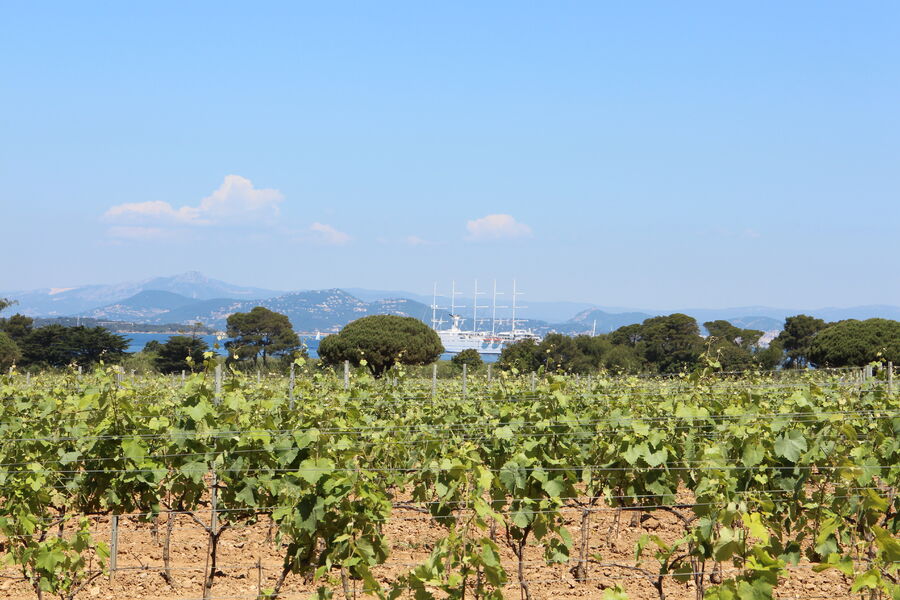 Domaine de la Courtade vin de l'île de Porquerolles