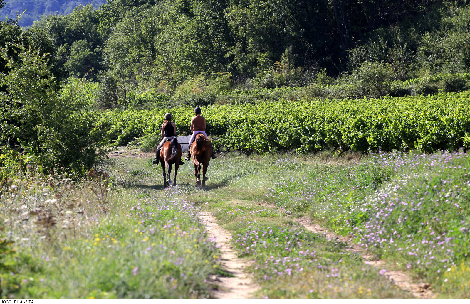 Randonnée à cheval en Provence