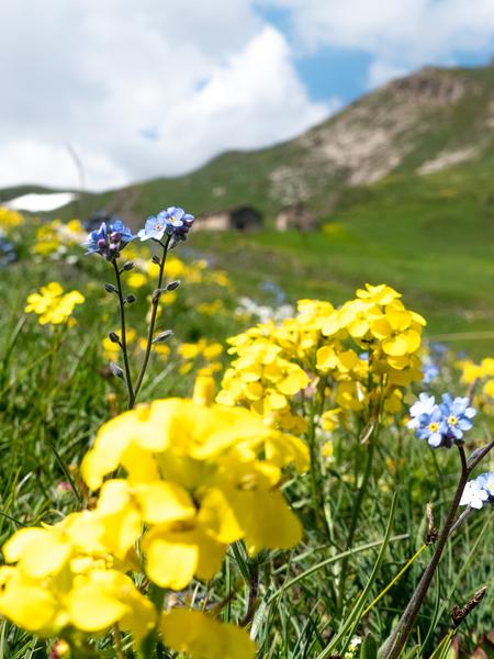 Fleurs à Bellecombe