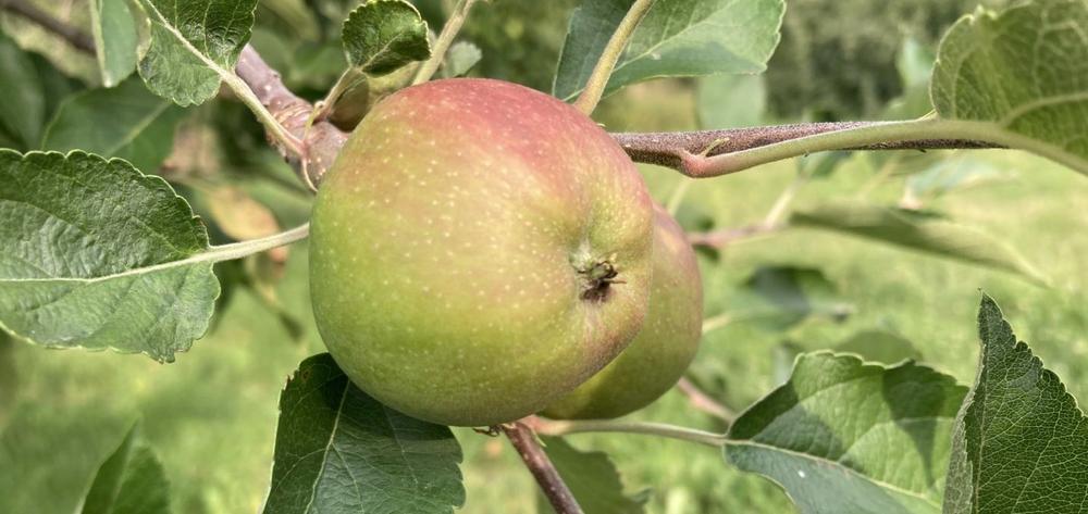 Visite découverte - Vigne et Verger