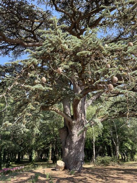 Journées Européennes du Patrimoine - Balade autour des arbres remarquables